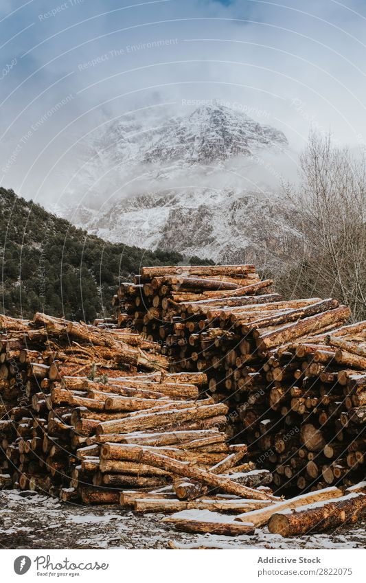 Woods stacked and prepared Trunk Fuel Stack Tree Log Timber Firewood Cut Nature Natural Accumulation Material Rough Forest Industry Logging woodpile Brown Rural