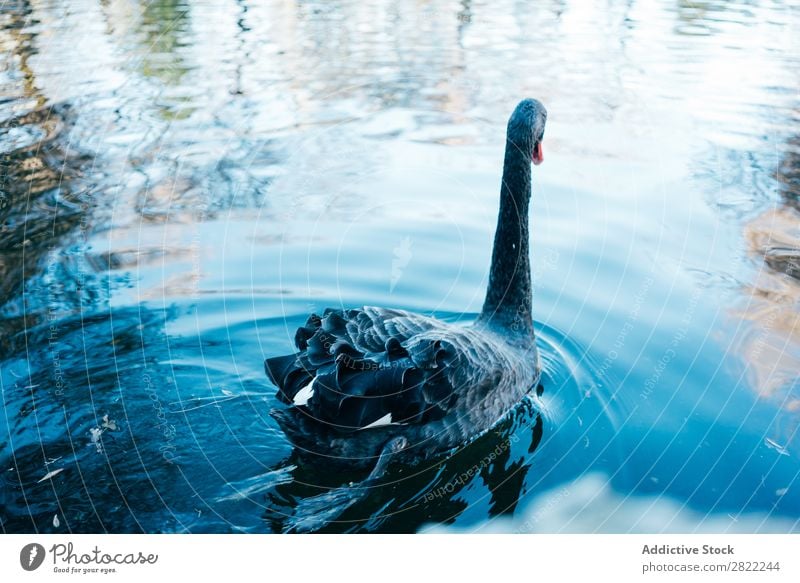 Swan floating in lake Lake Floating Bird Water wildlife Nature Black Calm Beauty Photography Reflection Wild Beautiful Peaceful Pond Graceful Blue Lovely Single
