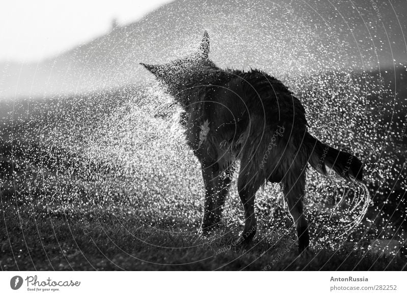 Dog Environment Nature Water Beautiful weather Rain Animal Pet Stand Black & white photo Exterior shot Detail Experimental Deserted Day