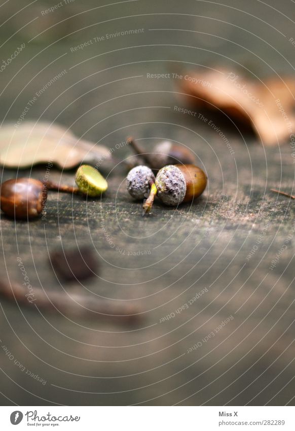 glans Nature Autumn Tree Forest Small Brown Autumnal Automn wood Acorn Leaf Tree trunk Wood Colour photo Exterior shot Close-up Deserted Copy Space top