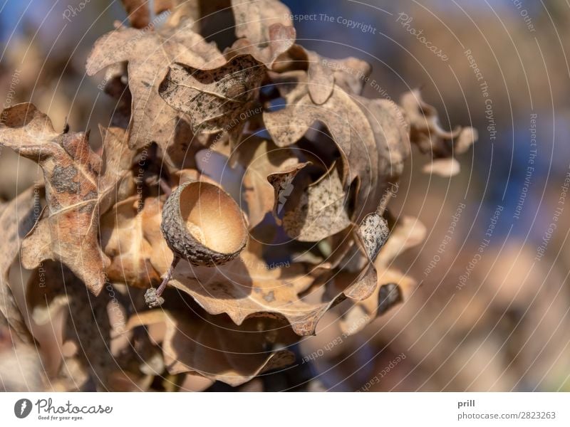 sere oak detail Nature Plant Autumn Drought Leaf Dry Brown Sheath Oak tree Acorn Shriveled Background picture Natural anhydrous Fragile handle Withered Botany