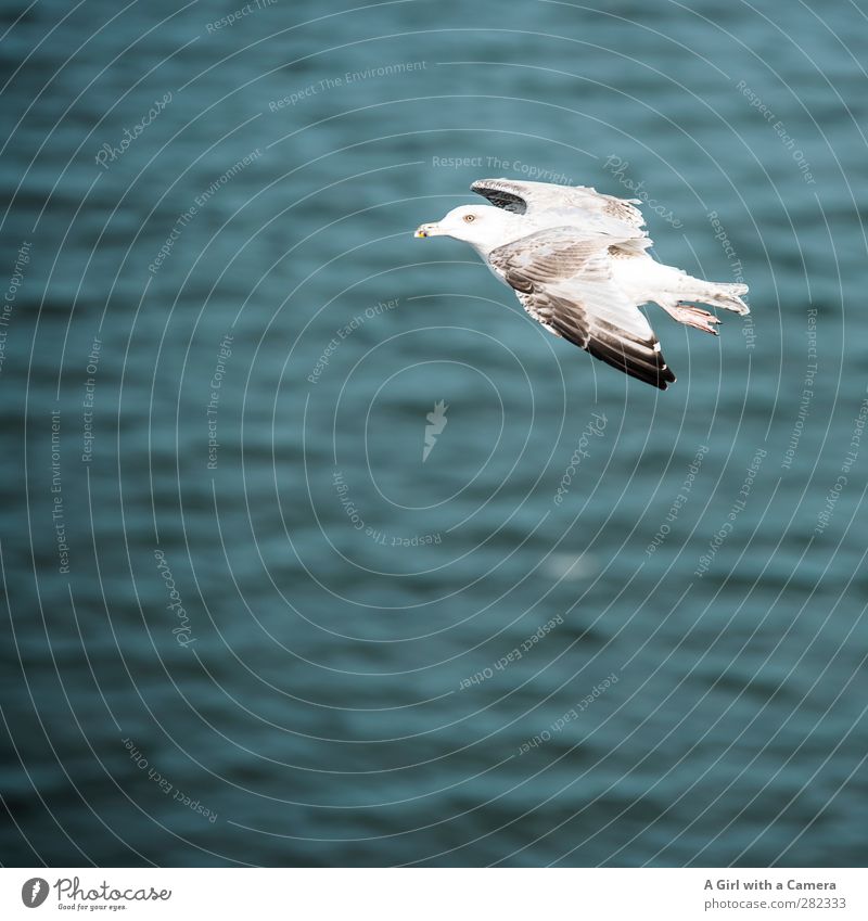 flying by Animal Wild animal Bird Seagull 1 Flying Free Beautiful Ocean Subdued colour Exterior shot Detail Deserted Copy Space left Shallow depth of field