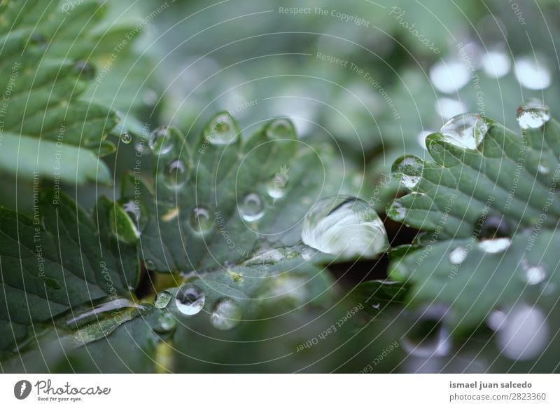 drops on the green leaves Plant Leaf Drop Rain Glittering Bright Green Garden Floral Nature Abstract Consistency Fresh Exterior shot background
