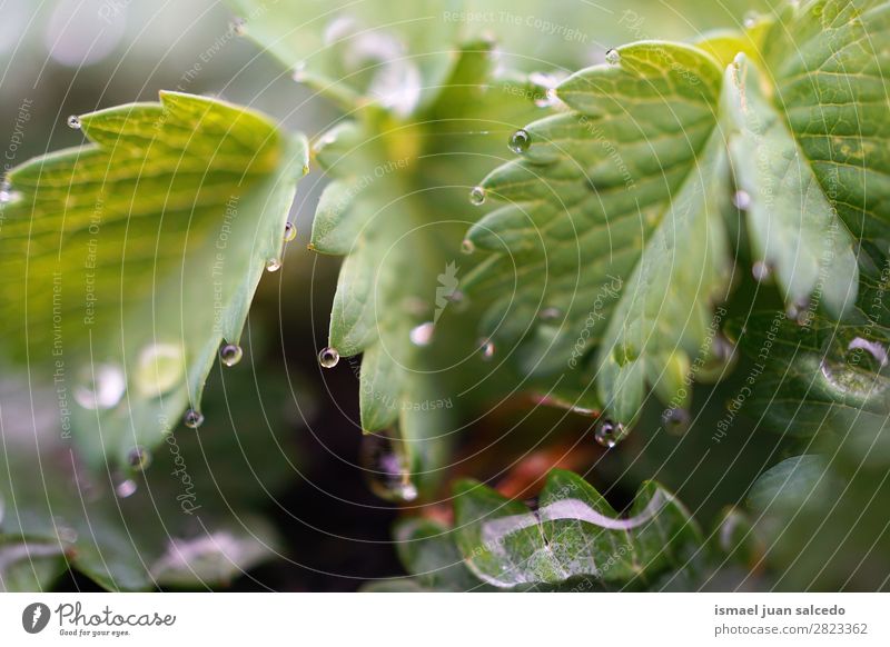 drops on the leaves Plant Leaf Drop Rain Glittering Bright Green Garden Floral Nature Abstract Consistency Fresh Exterior shot background Beauty Photography