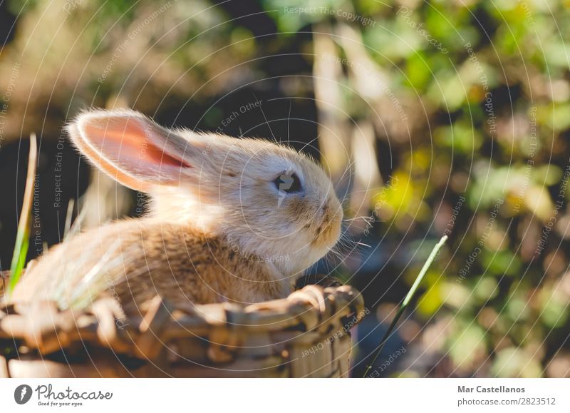 Rabbit in wooden basket. Happy Summer Sun Easter Nature Animal Grass Pet Small Natural Cute Wild Soft Delightful ear wildlife background out of focus Basket