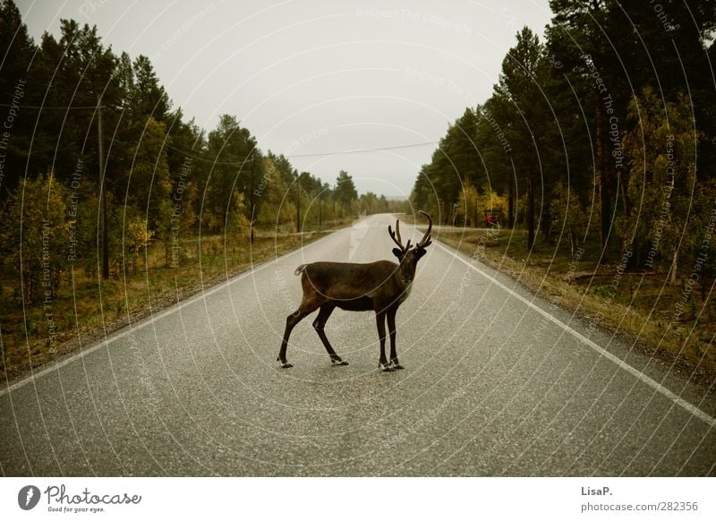 Rudi stands in the way Landscape Autumn Deserted Motoring Street Animal Animal face Reindeer 1 Vacation & Travel Looking Stand Brash Wild Brown Green