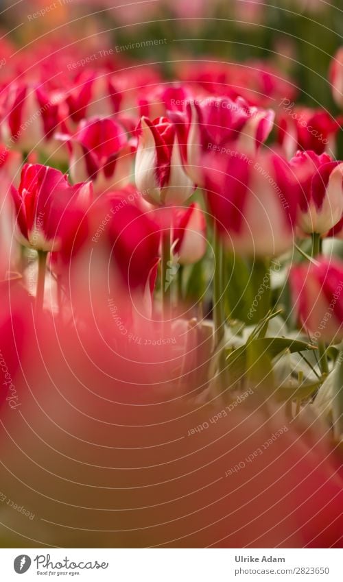 Flowers - Red Tulips Design Wellness Harmonious Spa Decoration Wallpaper book cover Easter card Feasts & Celebrations Mother's Day Nature Plant Spring Blossom