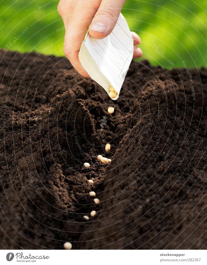 Peas Sowing Sugar peas Earth Seed Seeds To fall Paper bag Hand Fingers Row Agriculture Beginning Natural Gardening Spring