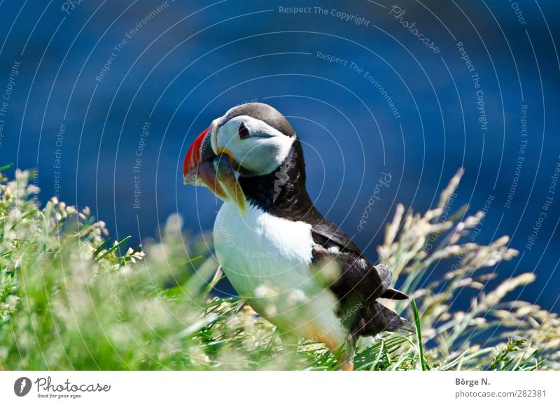puffin Grass Iceland Animal Wild animal Bird Animal face Puffin 1 To feed Blue Green Red Black Colour photo Exterior shot Shallow depth of field