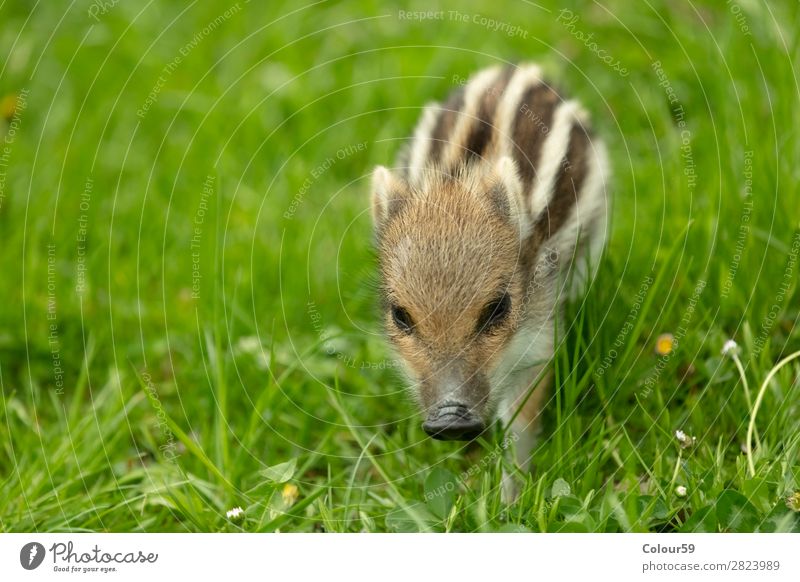 Freshman on a meadow Beautiful Baby Nature Animal Spring Grass Meadow Wild animal 1 Baby animal Walking Small Cute Brown Green White Contentment Boar youthful