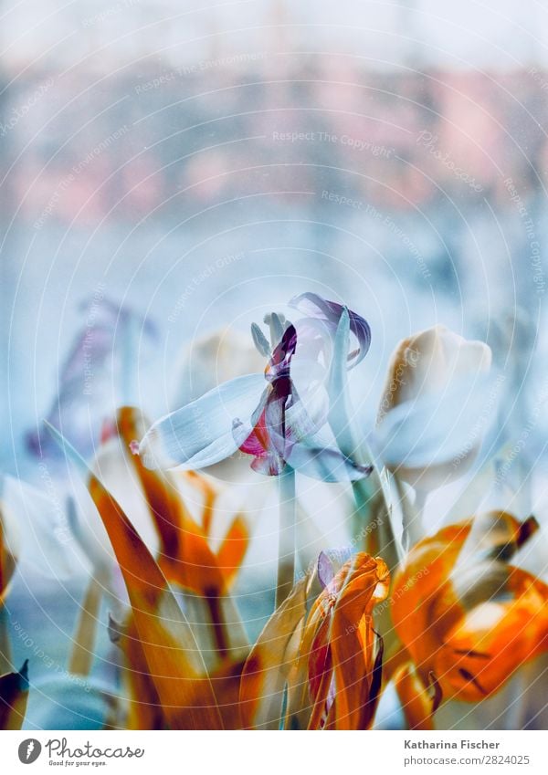 Flowers tulips wither double exposure Art Nature Plant Spring Summer Winter Tulip Leaf Blossom Bouquet Blossoming Illuminate Faded Yellow Gold Green Violet Pink