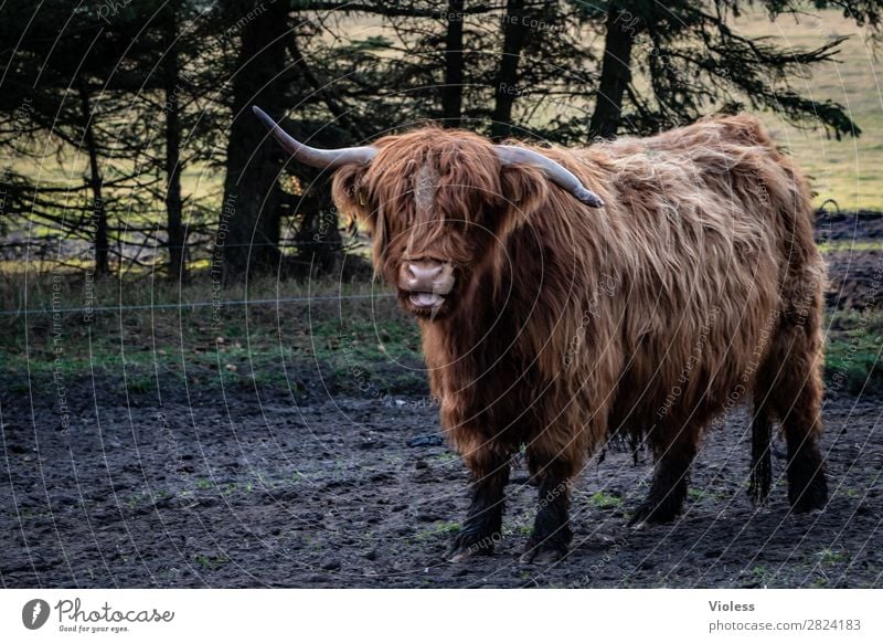 who is buckled? Animal Cow Cattle 1 Brown Highland cattle Antlers Central perspective Looking into the camera