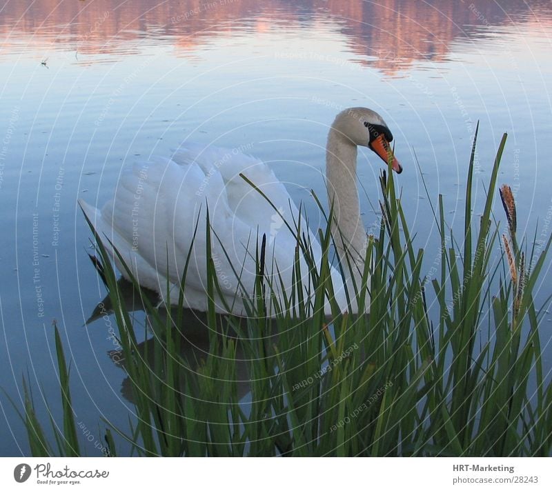 Swan in the lake Lake