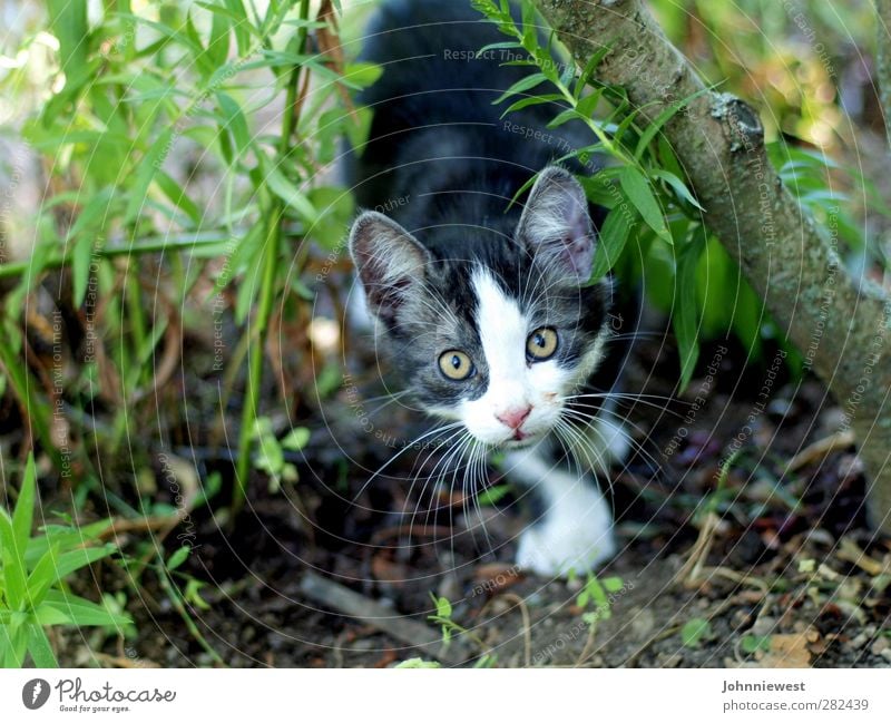 nabbed Cat Animal face Hunting Captured Snapshot Intuition Mysterious Upward Colour photo Exterior shot Shallow depth of field Animal portrait