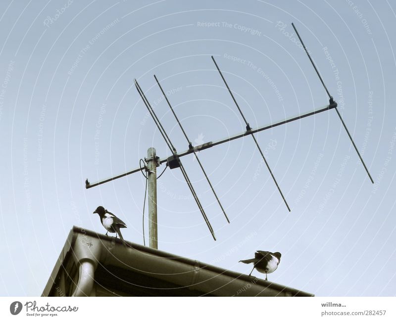 bugging affair Black-billed magpie Antenna Pair of animals Communicate Argument Ignorant Discordant Testing & Control Divide Surveillance device Marriage crisis
