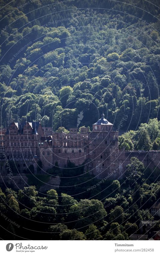 Heidelberg cake for the holiday Tourism Environment Nature Landscape Tree Forest Castle Heidelberg Castle Looking Esthetic Firm Brown Green Emotions Moody