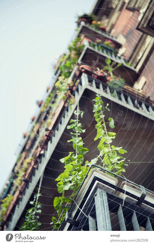 [B]egreening Plant Summer Foliage plant House (Residential Structure) Balcony Natural Green Creeper Colour photo Exterior shot Detail Shallow depth of field