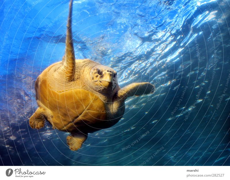 glide through the water Animal Wild animal Animal face Aquarium 1 Blue Yellow Turtle Tortoise-shell Giant tortoise Paddling Ocean South Africa Green turtles