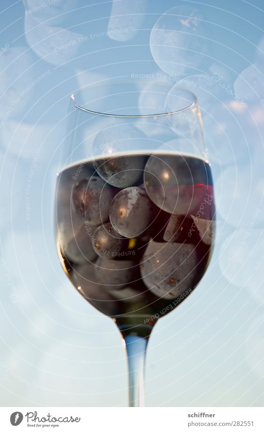 sky drop Food Fruit Nutrition Beverage Alcoholic drinks Wine Glass Fluid Blue Pinot Noir Bunch of grapes Vine Vineyard To enjoy Wine glass