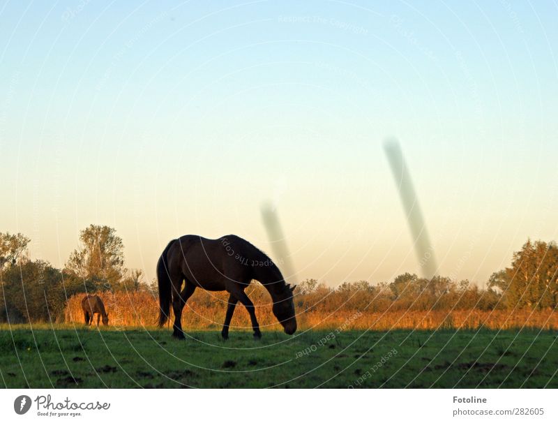 breakfast Environment Nature Plant Animal Elements Earth Sky Cloudless sky Tree Grass Meadow Field Horse Natural Pasture To feed Colour photo Multicoloured
