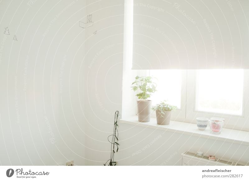 in the space of white shadows. House (Residential Structure) Bright Calm Fairy lights Roller blind Wall (building) Interior design Flat (apartment) Plant