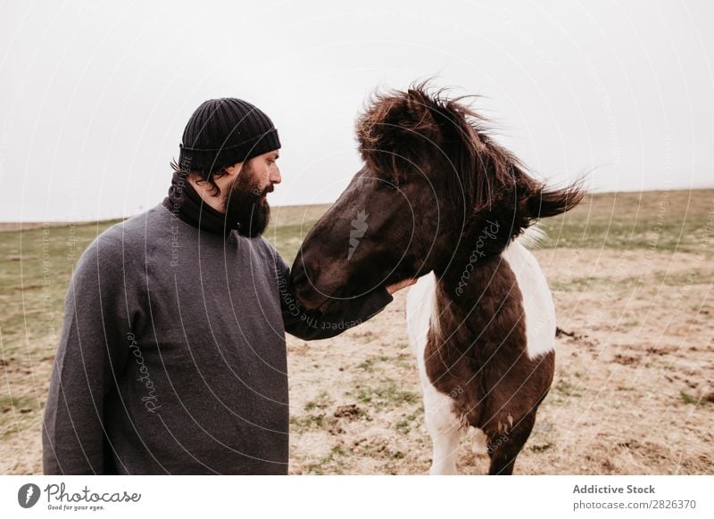 Man stroking icelandic wild horse Stroke Horse Iceland caring breeding Large-scale holdings Agriculture Caress Landscape Emotions Affection Touch Love Nature