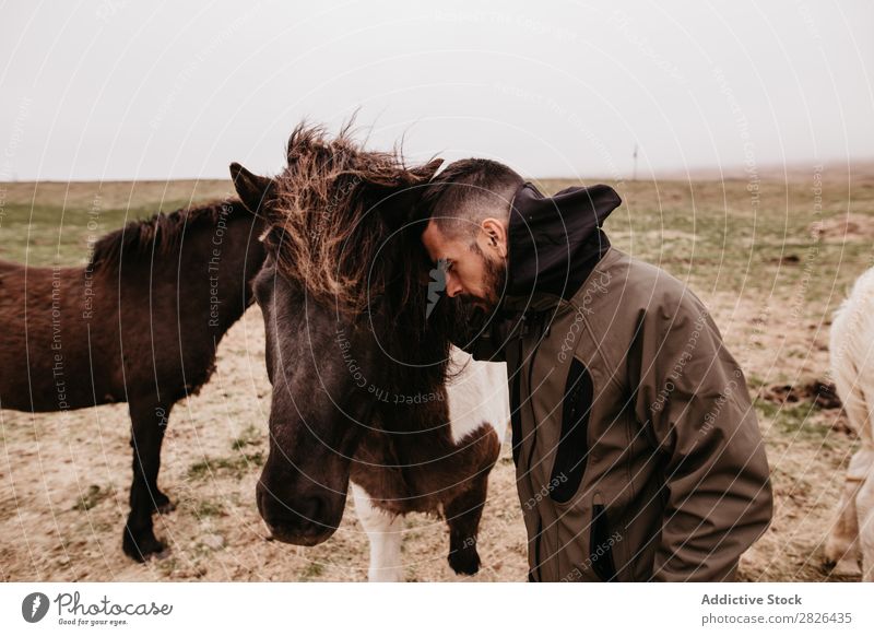 Man leaning on horse Stroke Horse Iceland tenderness caring breeding Landscape Agriculture Caress Emotions Affection Touch Love Large-scale holdings Nature