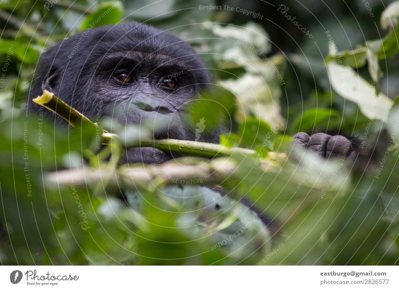 A Gorilla eats leaves in the jungle Animal Wild animal Animal face Monkeys Apes 1 Happiness Africa Marvel Nature Nature reserve Cute Dangerous National Park
