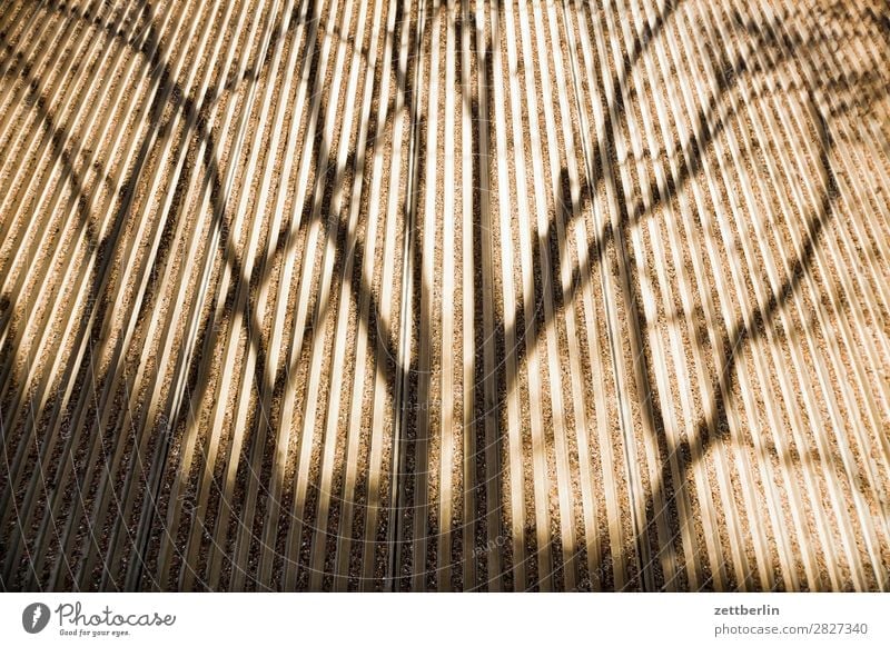 Shadow on a wall Branch Tree Facade Spring Seam Autumn Light Wall (barrier) Deserted Parallel Perspective Tree trunk Copy Space Wall (building) Concrete Twig