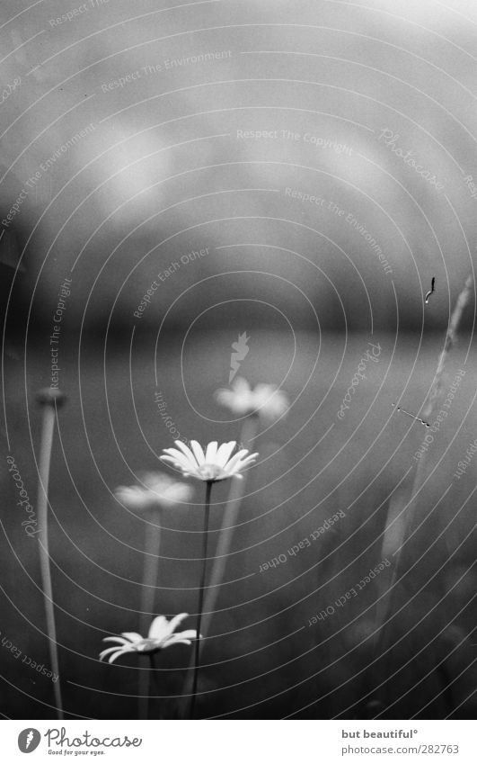 flower photo° Environment Nature Plant Spring Summer Flower Grass Meadow Moody Black & white photo Exterior shot Deep depth of field