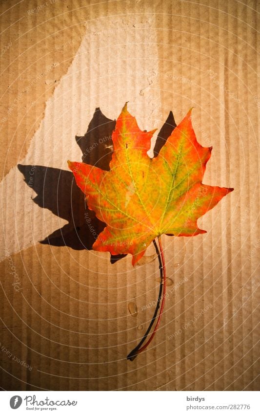 fallen beauty Autumn Beautiful weather Leaf Maple leaf Illuminate Positive Warmth Multicoloured Esthetic Colour Change Cardboard Canada Autumn leaves Autumnal