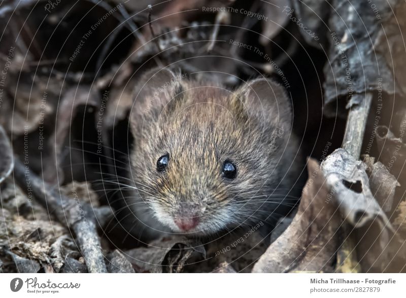 Field mouse looks out of the building Nature Animal Sunlight Leaf Twigs and branches Wild animal Mouse Animal face Pelt Field vole Eyes Ear Nose Beard hair 1