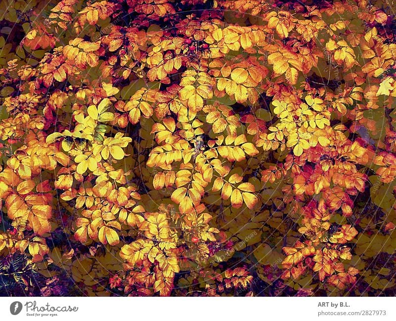 all leaves Environment Nature Summer Autumn Plant Bushes Agricultural crop Yellow Gold Green Red Beautiful Equal Colour photo Exterior shot Detail Morning Day