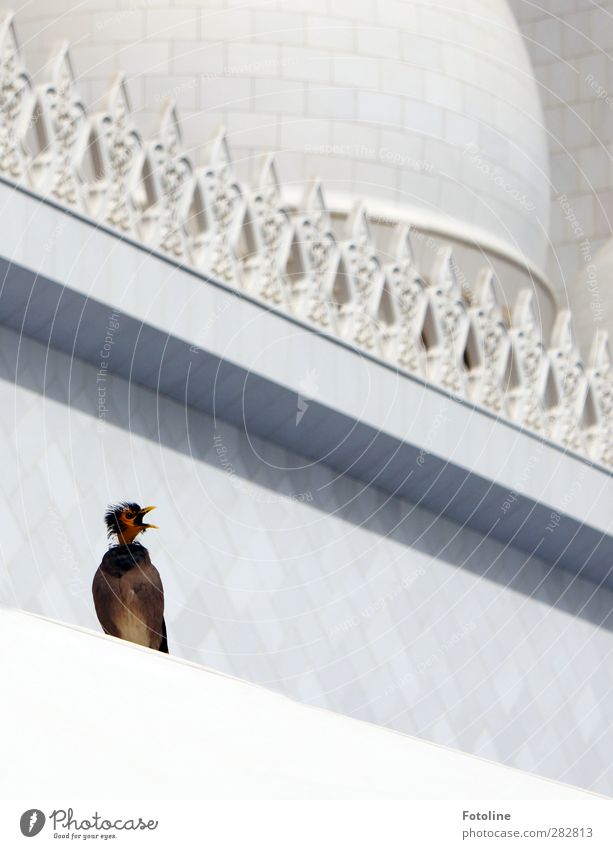 Things used to be better when I had feathers. Animal Wild animal Bird Bright Natural White Beak Scream Building Mosque Colour photo Exterior shot Deserted Day