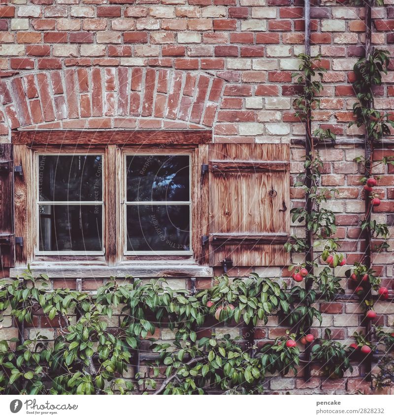 always on the wall long Food Fruit Apple Environment Nature Summer Tree Old town House (Residential Structure) Wall (barrier) Wall (building) Window Esthetic