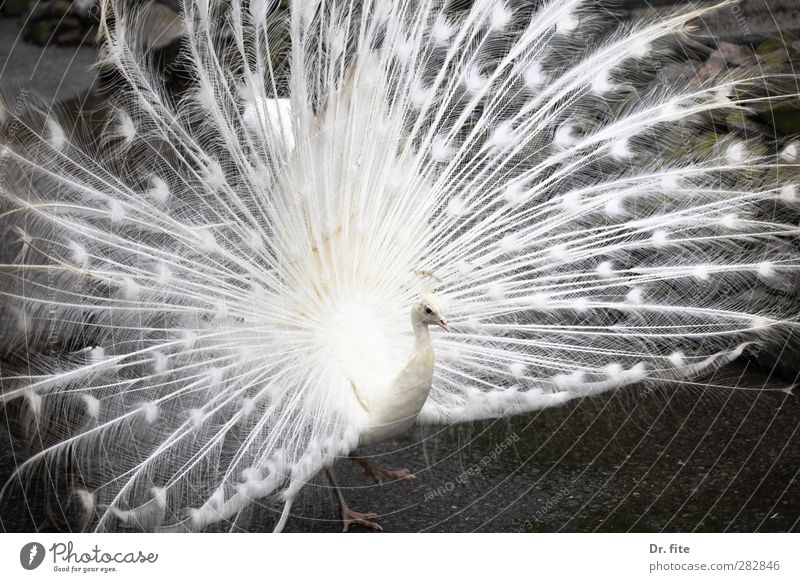 All in white. Animal Peacock 1 Exceptional Exotic White Self-confident Beautiful Power Boast Albino Exterior shot Contrast