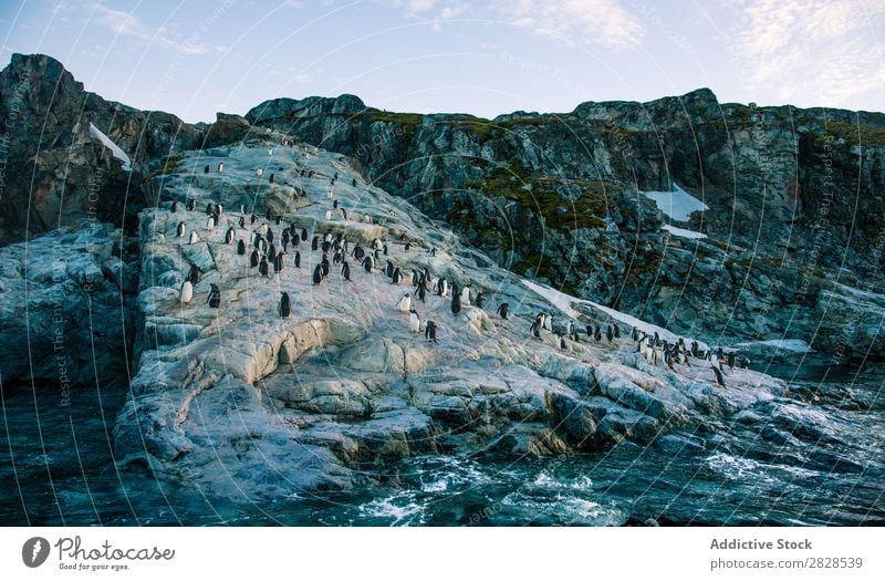 Arctic penguins in Wild Nature Landscape Antarctica Ice Cold Ocean South Iceberg Snow warming wildlife polar Climate Bird Penguin Colony Exterior shot White Bay