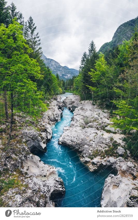 Blue river flowing in mountains River Mountain Forest Small Flow Stream Green Water Landscape Nature Tree Summer Beautiful Rock Vantage point Vacation & Travel