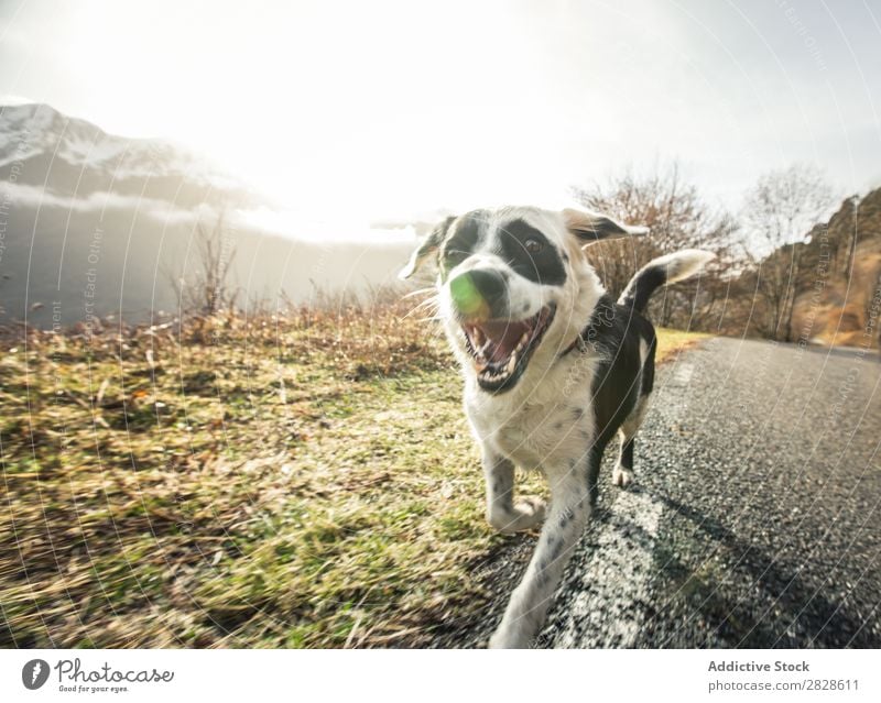 Happy dog running in a country road Street Joy Playing Green Pet Dog Animal Beautiful Grass Youth (Young adults) Nature Exterior shot Cute agility Earth