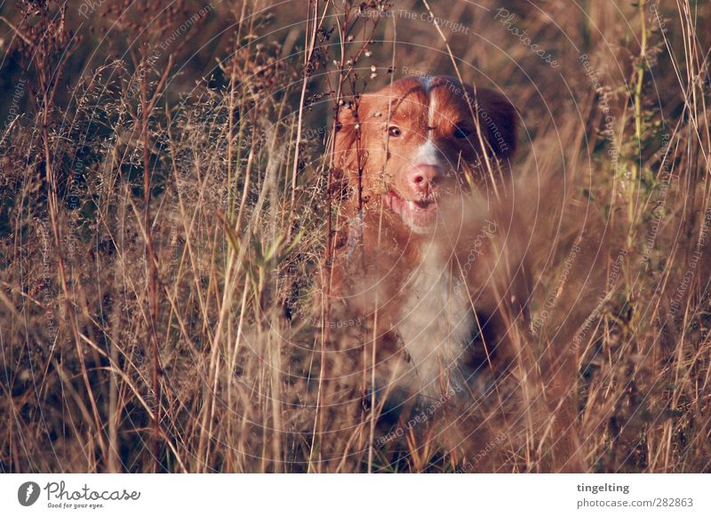 nature boy Hunting Environment Nature Autumn Plant Bushes Wild plant Animal Pet Dog 1 Movement Discover Glittering Smiling Looking Faded Free Happiness Near
