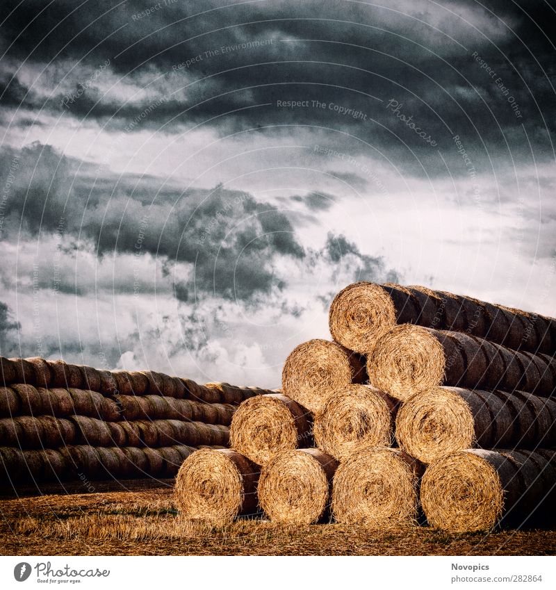 Army of Straw Bales Summer Agriculture Forestry Nature Landscape Sky Clouds Autumn Weather Storm Agricultural crop Field Line Feeding To dry up Threat Cold