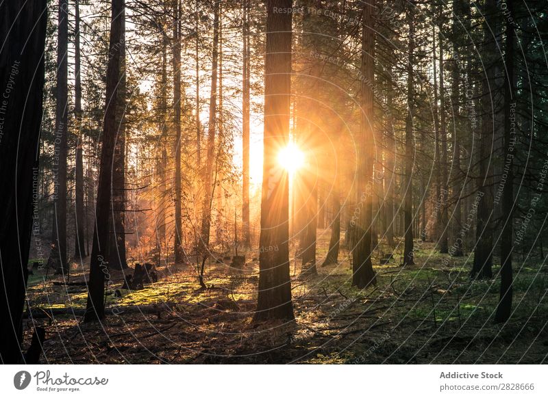 Sunbeams through trees in woods Forest coniferous Sunlight Wilderness Bright Evergreen Calm penetrating Autumn shining Environment Nature Rural Landscape