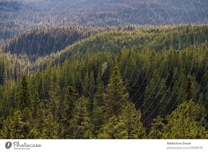 Evergreen forest from above Forest coniferous Tree Surface Landscape Environment Beauty Photography Green fir Wilderness Abstract tranquil Natural Idyll Scene