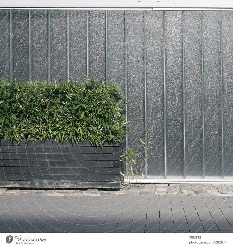 In front of Aldi Hütt (#111Part II); bush & parasites Plant Gray Green Bushes Wall (building) Minimalistic revaluation Freeloader Colour photo Exterior shot