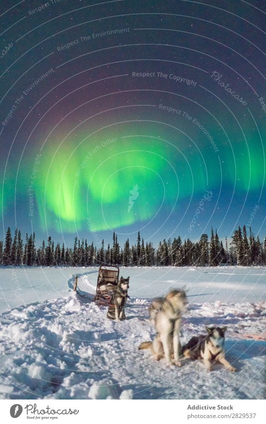 Dogs in sledge in northern forest Winter Nature Cold North polar light Forest Night Covered Snow Seasons White Landscape Ice Frost Vacation & Travel Mountain