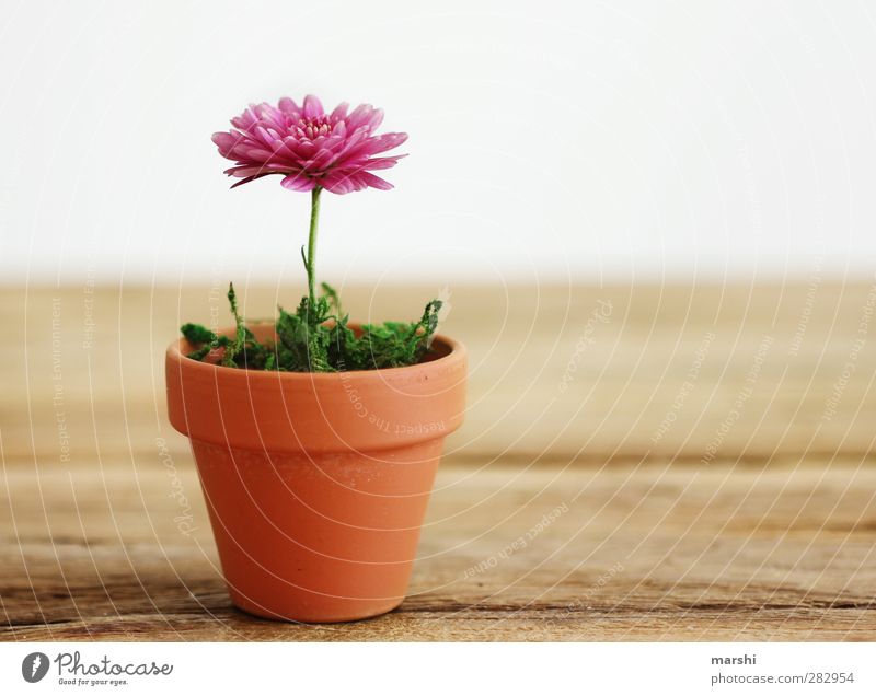 houseplant Plant Spring Summer Autumn Flower Brown Green Pink Flowerpot Houseplant Growth Blossoming Small Decoration Colour photo Interior shot Detail