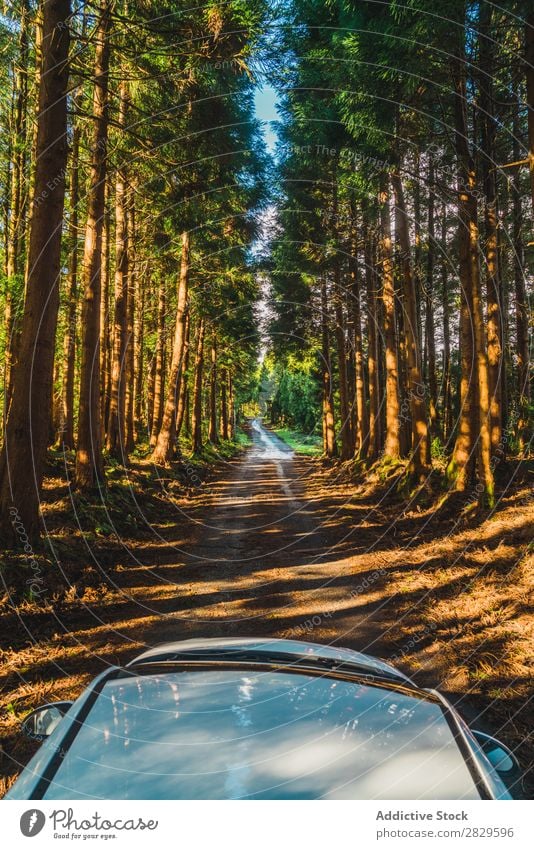 Car driving through forest Forest Green Street Rural Deserted Driving White Roof Nature Environment Evergreen Lanes & trails rows Natural Seasons Plant Leaf