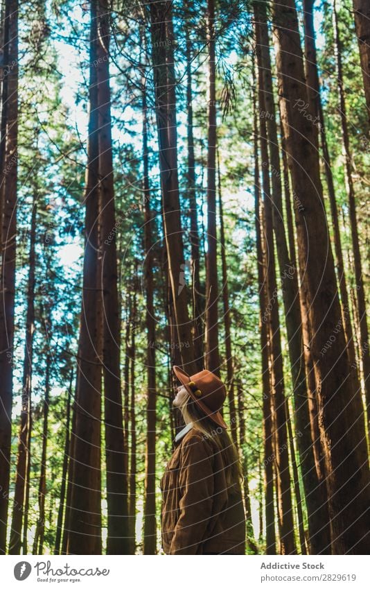 Woman standing in green forest Tourist Forest Green Nature Resting Environment pretty Natural Seasons Plant Leaf Light Fresh Bright Day Sunlight Wood Growth