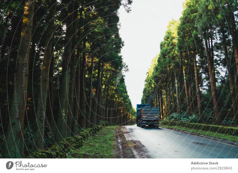 Truck driving through forest Street Asphalt Forest Green Driving big Nature Environment Natural Seasons Plant Leaf Light Fresh Bright Day Sunlight Wood Growth