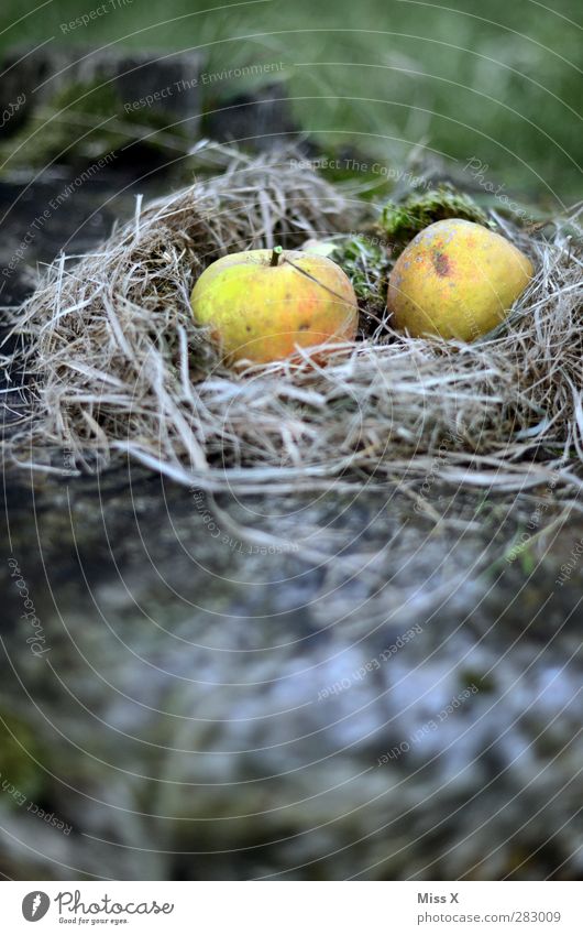 autumn nest Food Apple Nutrition Delicious Sweet Nest Easter egg nest Grass Hay Colour photo Exterior shot Deserted Copy Space bottom Shallow depth of field
